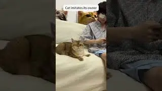 A cat that imitates humans🤣😸 #catsruleeverythingaroundme #pets #cat #animals