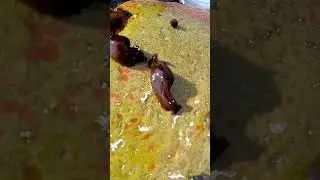 Sea Hare (Anaspidea)