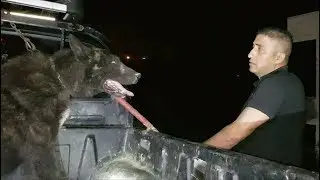 كلب الذئب بعد تغير سلوكه  مع صاحبه مع جمال العمواسي