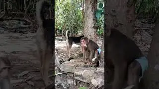 Can Monkeys Share Their Food Without Fighting? #monkeydluffy #monkeychallenge #monkey #animals