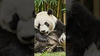 Panda Playtime with a Friend &ndash; The Ultimate Cutest Duo!  #wildlife #forestwhispers #nature