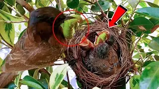 Two bulbul babies eating huge worm at same time!