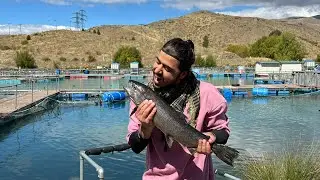 My first fishing experience | High Country Salmon Fishing | New Zealand | South Island | Sashimi |
