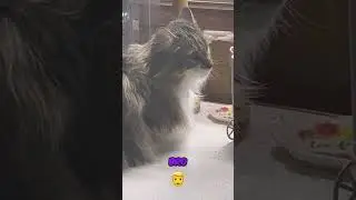 Meet Snickers the Cat! #ladykarus #cats #fypyoutube