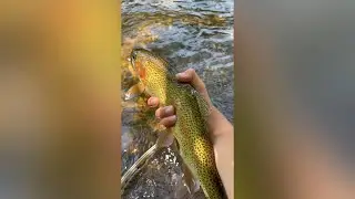 Had an insane weekend up at the eagle, first two trout were in beaver creek, 4 species in one weeken