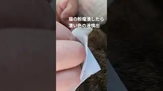 えどちゃんの粉瘤潰したら凄い色の液体出てきた　#猫 #粉瘤　#噴出