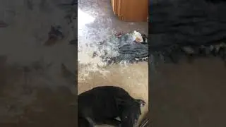Guilty Black German Shepherd Leia