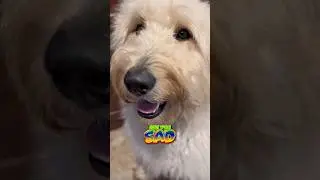Das Not Good! 😂 #goldendoodle #dog #funnydogs