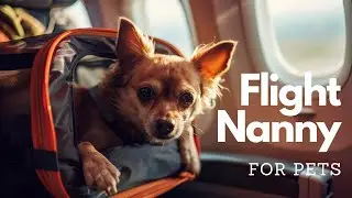 Understanding the Role of an Airline Flight Nanny for Pets
