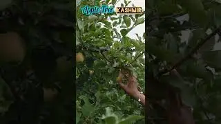 #shorts#viralvideo #viralshorts #kashmir #appleplant #kashmirfiles #kashmirisongs #appleplucking