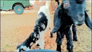 Goat Beautiful Cows viral video Tharparkar