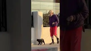 Cat on a Leash 🐈&zwj;⬛ #cat #cats #leashtraining #leashwalking