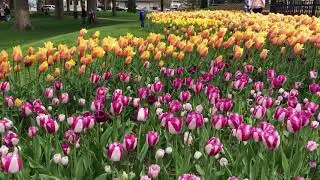 TULIP TIME IN HOLLAND MICHIGAN USA .