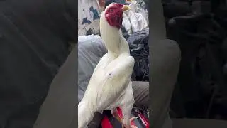 Sethuva 🥵🔥#viralvideos #aseelmurga #roosterfarm #henfarming #birds #farming #murga #chicken