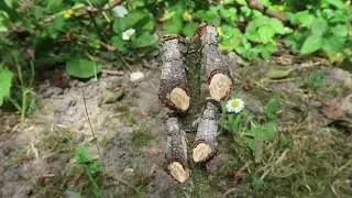 Moths disguised as sticks! Amazing  buff-tip moths (Phalera bucephala)
