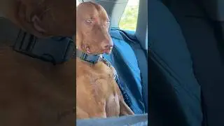 Velcro Dog | Vizsla #animalfacts #facts #shorts