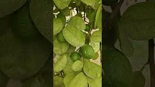 is lemon tree 🌳Nature 🍋 photography #music