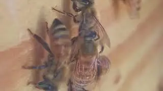 Hygienic behavior in honey bees