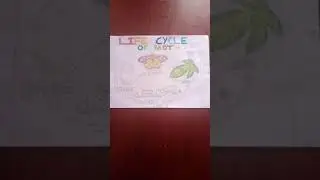 Life cycle of moth