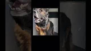 #hopecore #foryou #dogs #police #kindness #fyp #viralvideo
