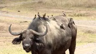 Symbiosis; Buffalo & Oxpeckers