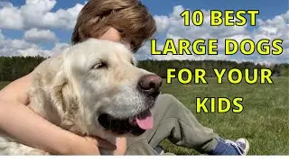 10 Best Large Dog Breeds for your KIDS & Families 2021