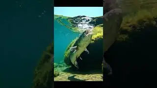 🤯 CRAZY Fish ATTACK Bait! You Won't Believe What Happens! 🎣🐟 #fishing #fishattack