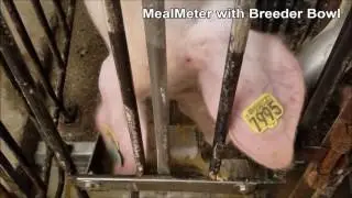 Feeding Sows in Breeding - The PigEasy Breeder Bowl