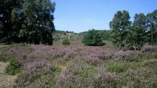 Brunssummer Heide