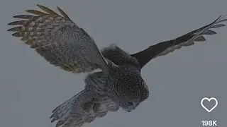 The Great Gray Owl relies on its keen senses tohunt voles #animal #wild #wildlife #nature #reels