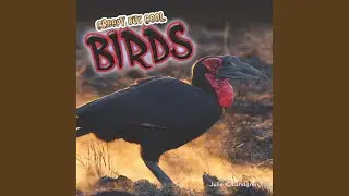 Creepy but Cool Birds.2 - Creepy but Cool Birds