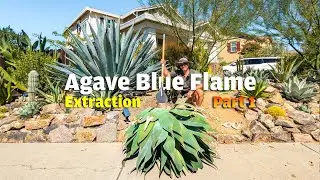 Extracting an Agave Blue Flame and relocating it to the backyard making room for other cactus