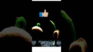 #satisfying SEED GERMINATION TIME LAPSE#shorts