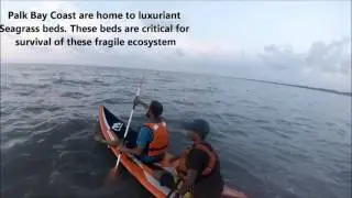 Save Palk Bay Ecosystem - Save Dugongs - Paddle for Conservation