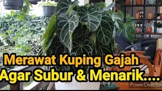Cara merawat Kuping Gajah agar tumbuh subur & menarik...