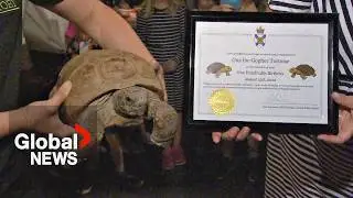 World's oldest tortoise, Gus turns 103 in Halifax