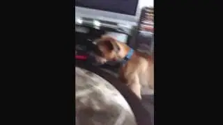 Welcome to L.I. Dogs: First Video Ever!
