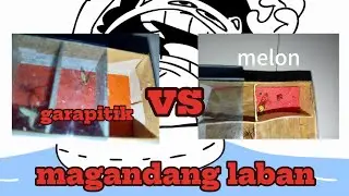 garapitik vs melon