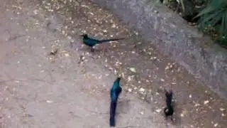 Long Tailed Glossy Starlings