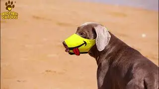 Adjustable Breathable Dog Mask，processable, customizable logo.