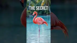 Why Do Flamingos Stand on One Leg? The Real Reason Explained! 🦩