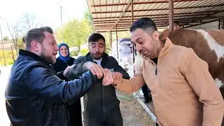 PAZARLIK ZOR İŞ / DEV DANA 290.000 HAYIRLI OLSUN.