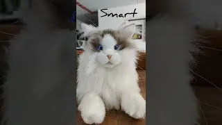 Unboxing new metaCat 2023 #robot #funny #cute #review #unboxing #cat #family #home #new #shorts #pet