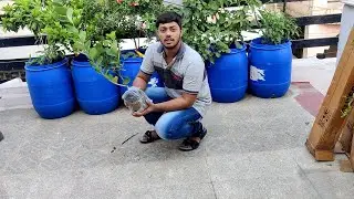 BIGGEST SCAM FROM NURSERYLIVE TO ME LET'S SHERE IT WITH YOU ALL & FRUIT PLANT UNBOXING & REVIEW#FACT
