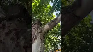 A tree that looks like a human #shorts #nature #freshair