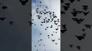 Ukranian Skycutter Pigeons