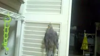 Bird climb