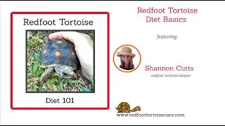 Redfoot Tortoise Diet Basics