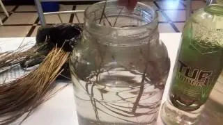 САМОГОН ЗУБРОВКА
