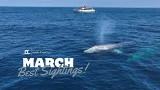 San Diego Whale Watching March 2025 Best Sightings